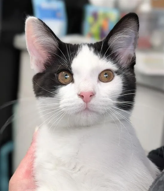 A baby small-sized male Domestic Short Hair cat named Luca for adoption in Canfield, OH