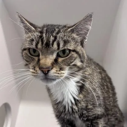 An adult medium-sized male Domestic Short Hair cat named Brian for adoption in Janesville, WI