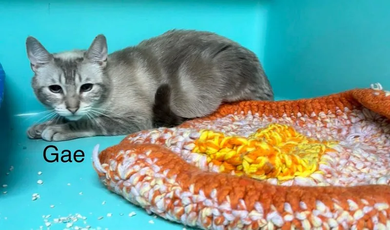 A young large-sized female Domestic Short Hair cat named Gae for adoption in Plattsburgh, NY