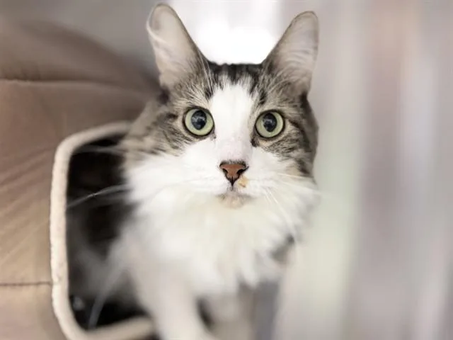 An adult medium-sized male Domestic Long Hair cat named Gus for adoption in Ames, IA