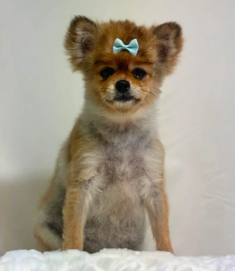 An adult small-sized female Pomeranian dog named Mustard for adoption in New Stanton, PA