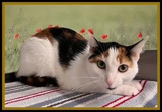 A young small-sized female Domestic Short Hair cat named Trixie for adoption in Peoria, IL