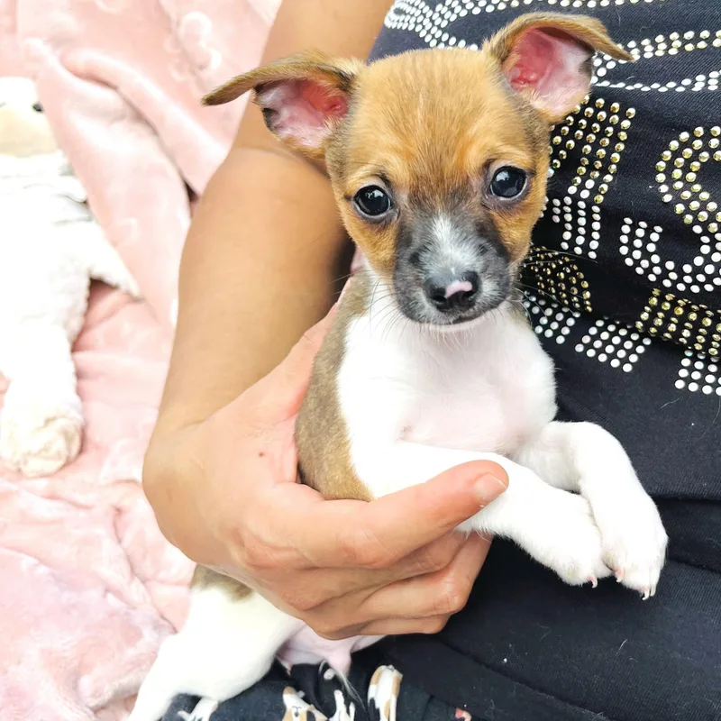 A baby small-sized male Tricolor (Brown, Black, & White) Chihuahua dog named Asher for adoption in Conroe, TX