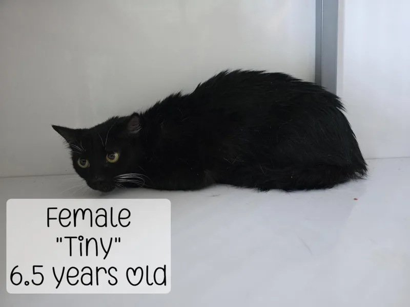Tiny