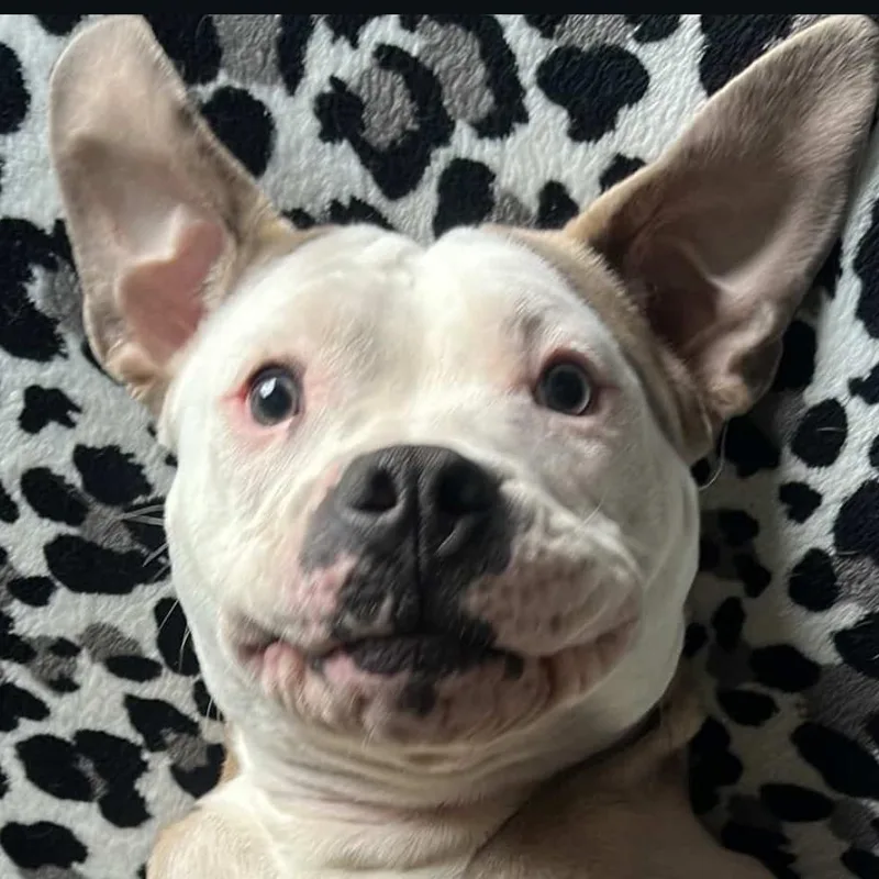 A young medium-sized male Apricot / Beige Pit Bull Terrier dog named Garth for adoption in Whittier, CA