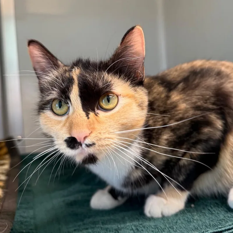 A young medium-sized female Calico Domestic Short Hair cat named Sparkler for adoption in Saint Charles, MO