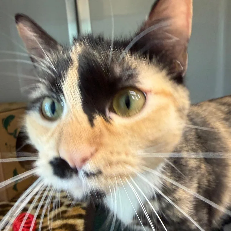 Sparkler thumbnail 4