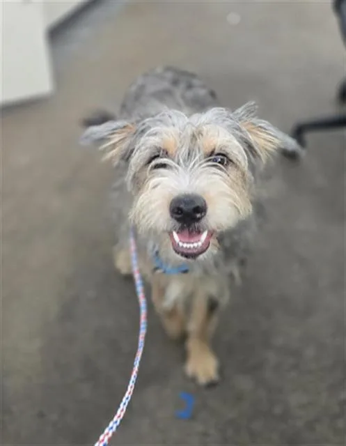 A young large-sized female Mixed Breed dog named Kiki for adoption in Dallas, TX