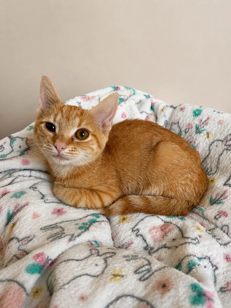 A baby medium-sized female Tabby (Orange / Red) Domestic Short Hair cat named Honeybee for adoption in Greensboro, NC
