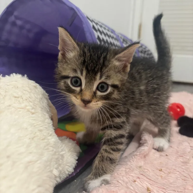 A baby small-sized male Brown / Chocolate Domestic Short Hair cat named Glenn for adoption in Middle Village, NY