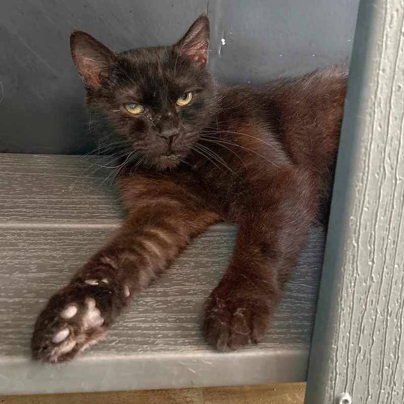 A senior small-sized female Black Domestic Short Hair cat named Ms. Saxobeat for adoption in Asheville, NC