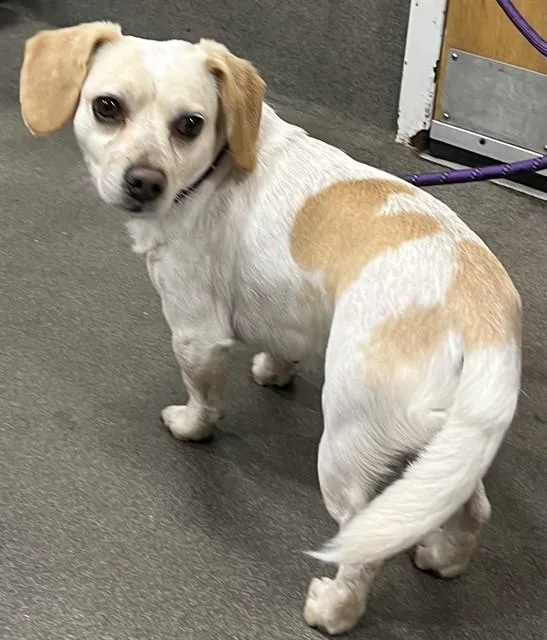 An adult small-sized male Beagle dog named Ollie for adoption in Upper Marlboro, MD