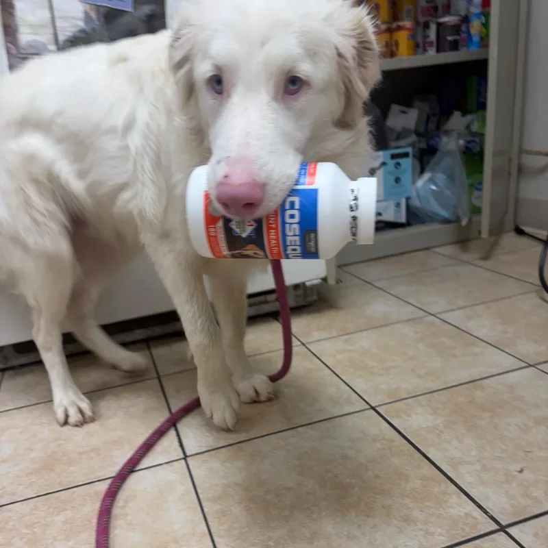 A young small-sized male White / Cream Mixed Breed dog named Merle for adoption in Pekin, IL