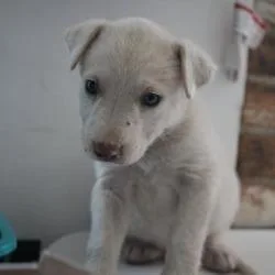 A baby small-sized male White / Cream Mixed Breed dog named Cinnamon Roll for adoption in Bellingham, WA