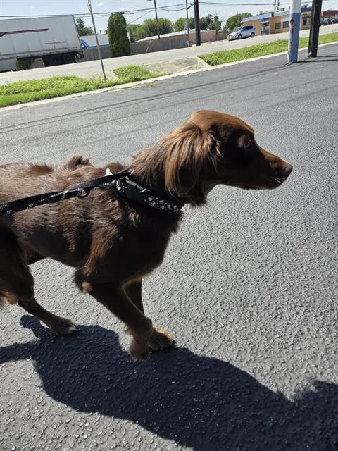 An adult large-sized female Labrador Retriever dog named A for adoption in San Antonio, TX