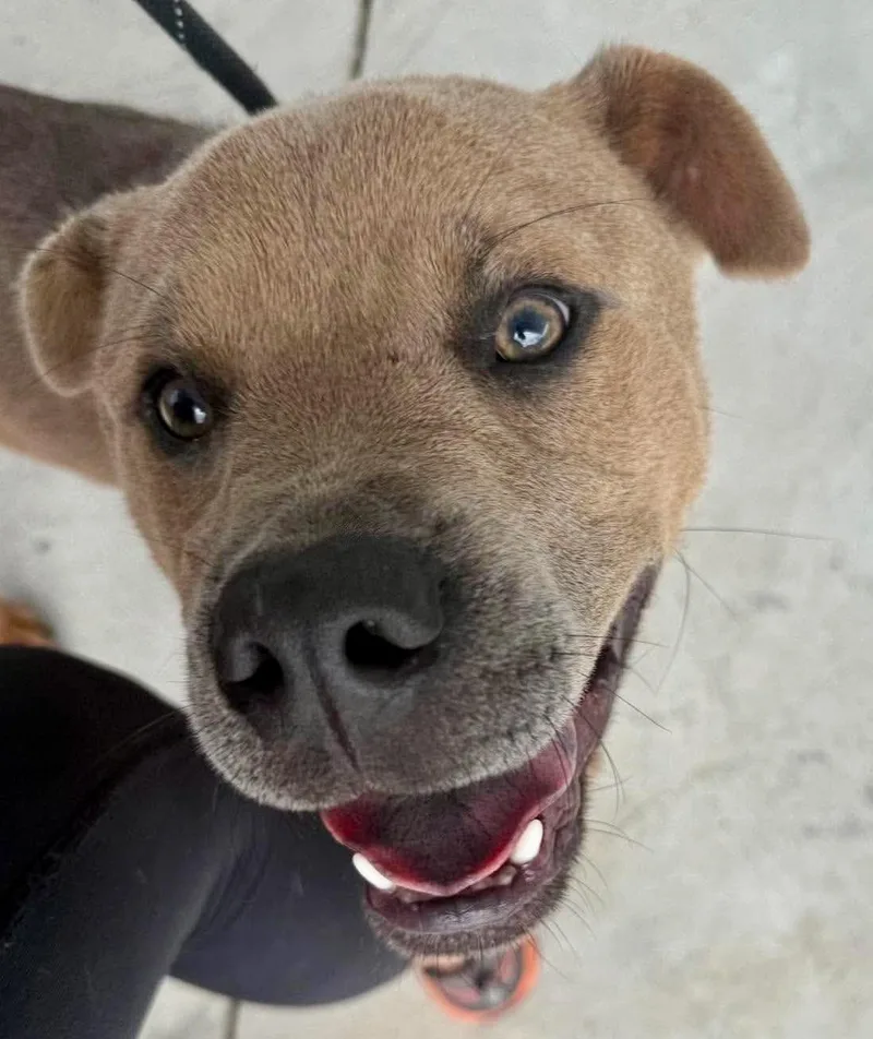 An adult medium-sized male Golden Hound dog named Pablo for adoption in Lancaster, SC