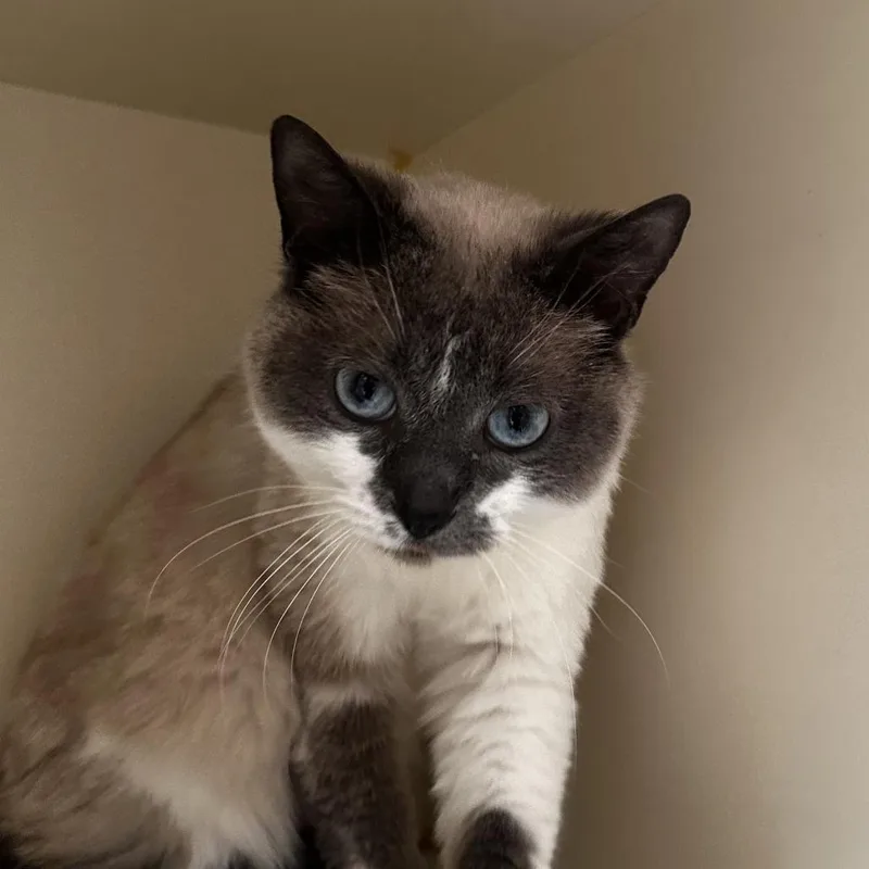 An adult medium-sized female Lilac Point Snowshoe cat named Ping Pong for adoption in Murray, UT