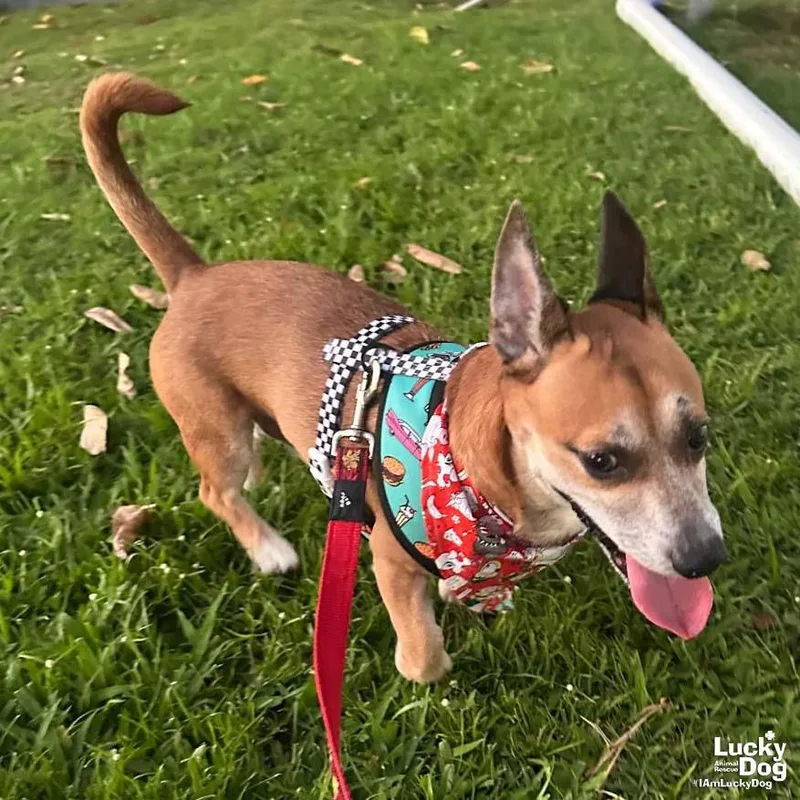 A young small-sized male Chihuahua dog named Tobby for adoption in Washington, DC