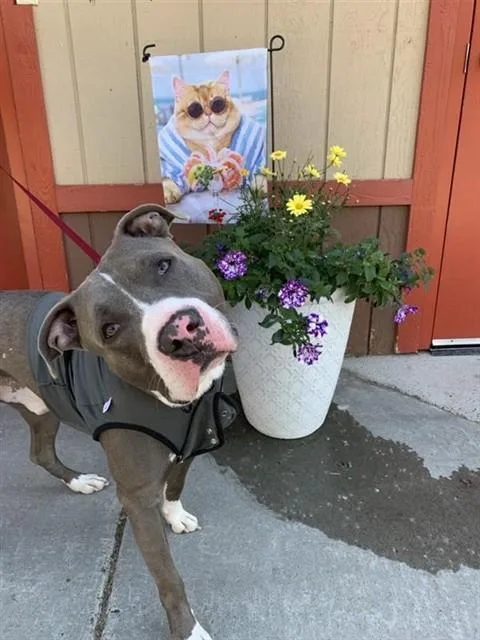 A young medium-sized male Pit Bull Terrier dog named Che'Lu for adoption in Fairbanks, AK