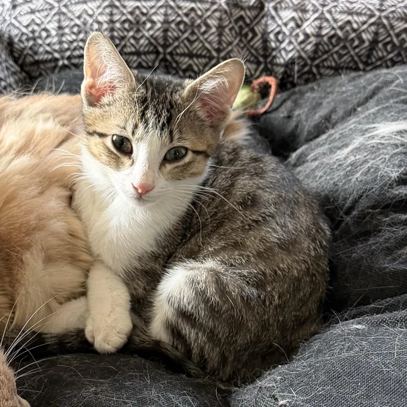A baby medium-sized female Tabby (Gray / Blue / Silver) Tabby cat named Meii Mei for adoption in Pendleton, OR