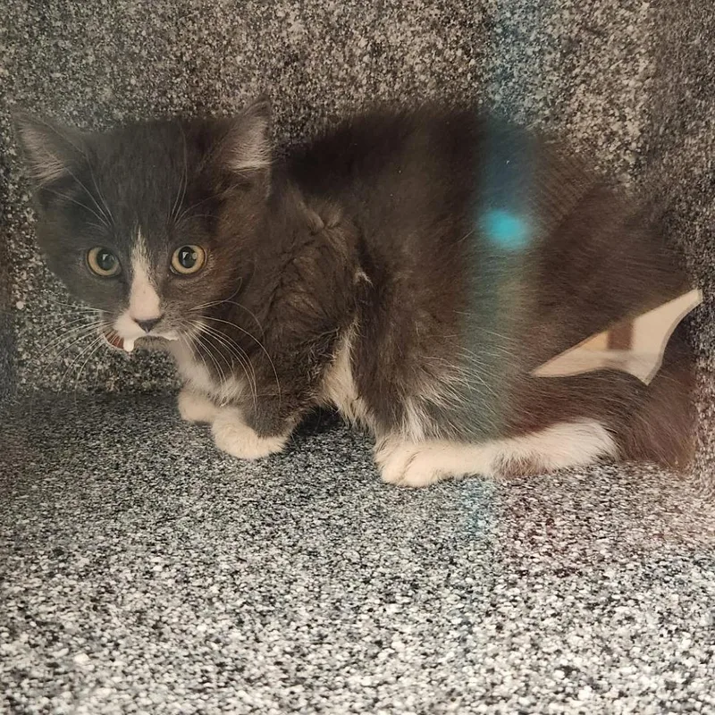 A baby small-sized male Gray / Blue / Silver Domestic Medium Hair cat named Wolverine for adoption in Reno, NV