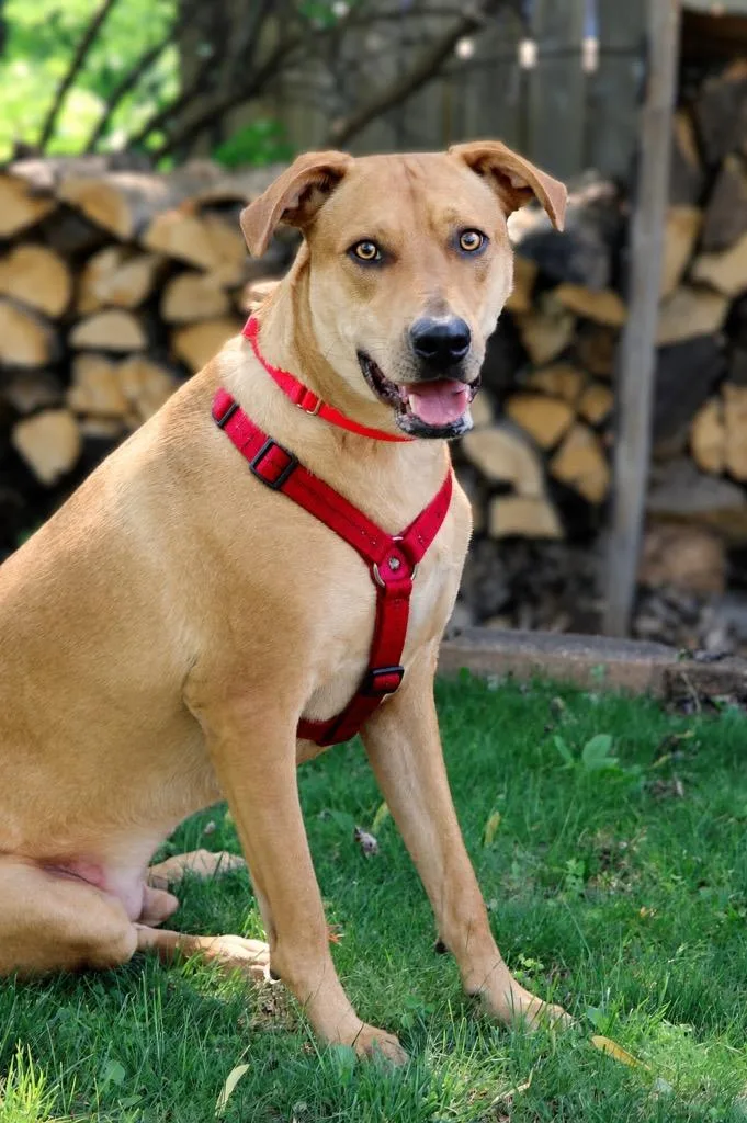 A young large-sized male Mixed Breed dog named Abe for adoption in Savage, MN