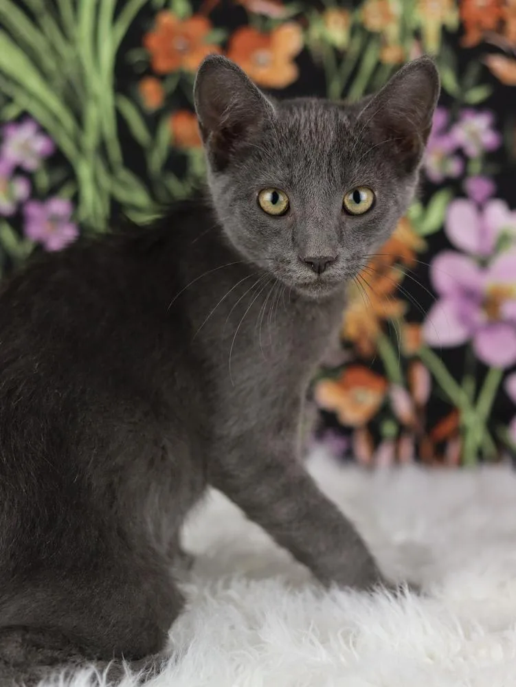 A baby small-sized male Gray / Blue / Silver Domestic Short Hair cat named Lyft for adoption in Lewisburg, TN