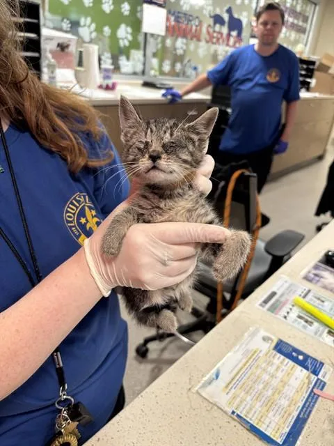 A baby small-sized female Domestic Short Hair cat named Bean for adoption in Louisville, KY