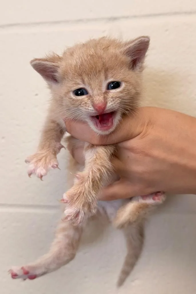 A baby small-sized male Domestic Short Hair cat named Helios for adoption in Defiance, OH