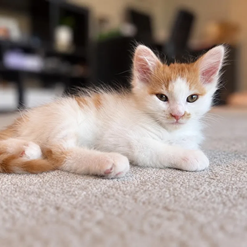 A baby small-sized male Domestic Medium Hair cat named Creamsicle for adoption in Fairfax, VA
