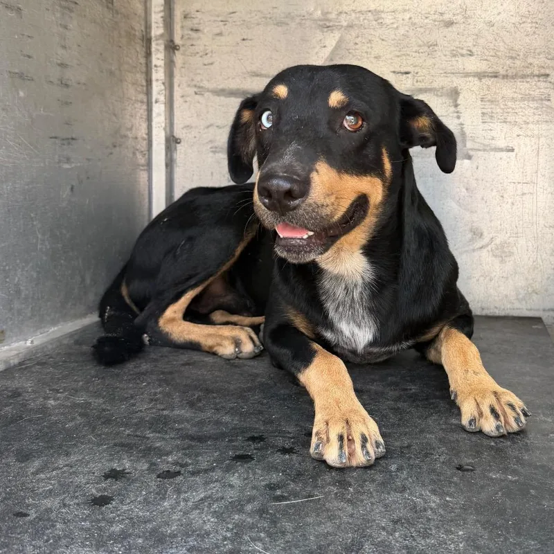 An adult medium-sized male Black Shepherd dog named Cal for adoption in Edinburg, TX