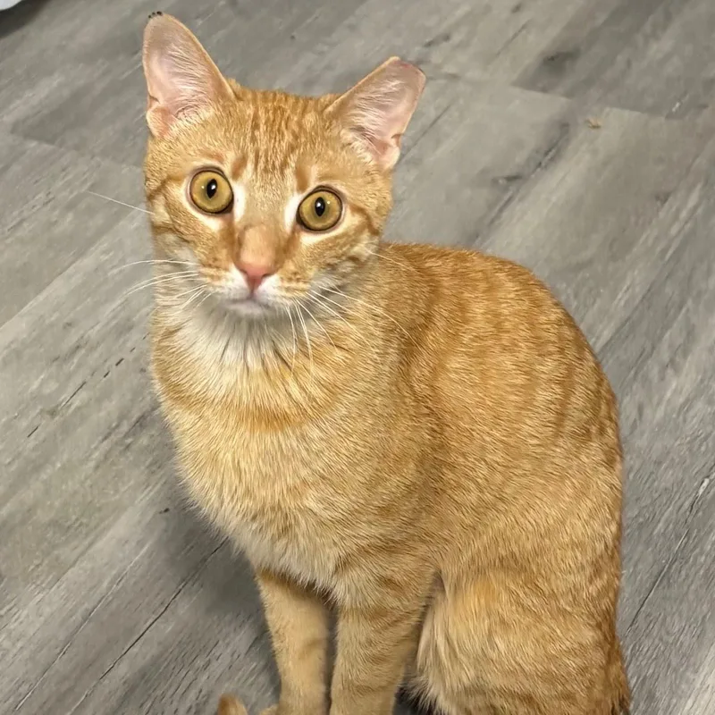 An adult medium-sized male Tabby (Orange / Red) Domestic Short Hair cat named Danny for adoption in West Orange, NJ