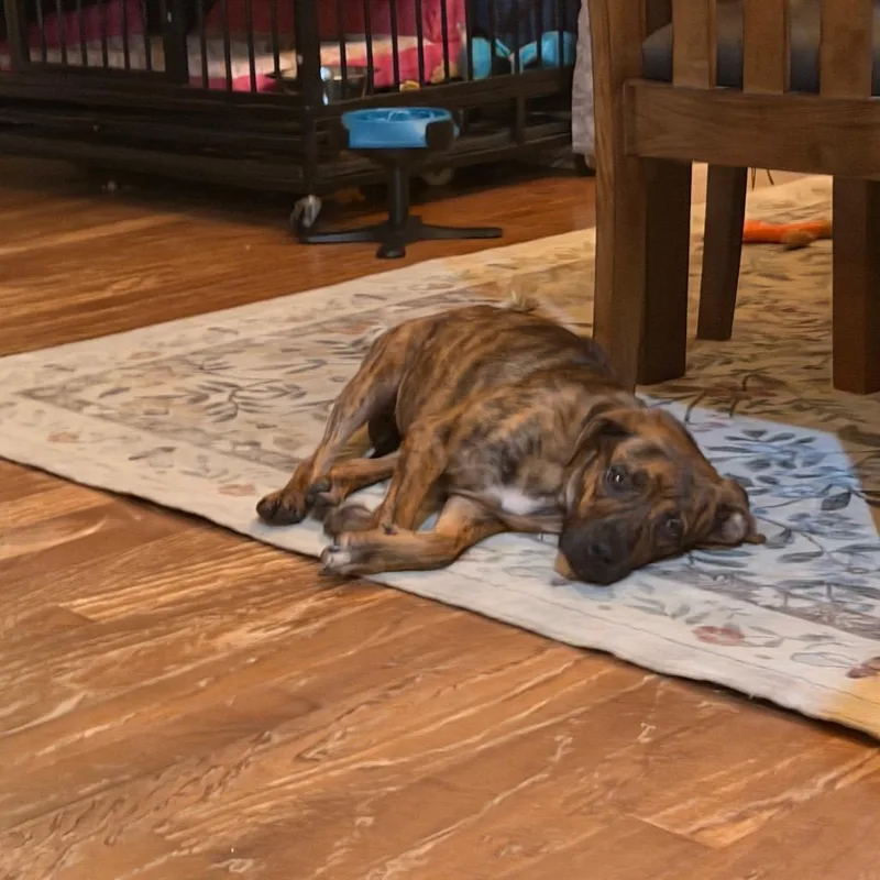 A young small-sized female Boxer dog named Gypsy for adoption in Starkville, MS