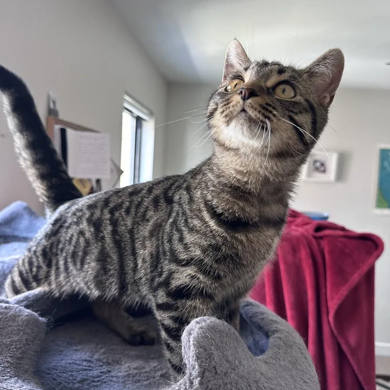 A young small-sized female Brown / Chocolate Domestic Short Hair cat named Alena for adoption in Gibsonia, PA