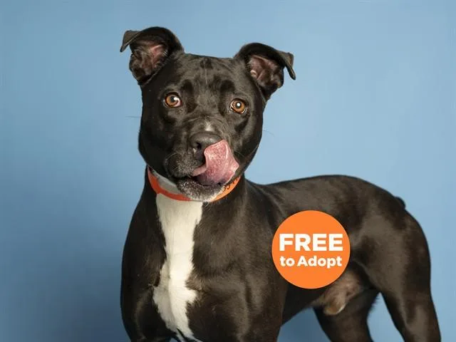 An adult medium-sized male Pit Bull Terrier dog named Harley for adoption in Phoenix, AZ