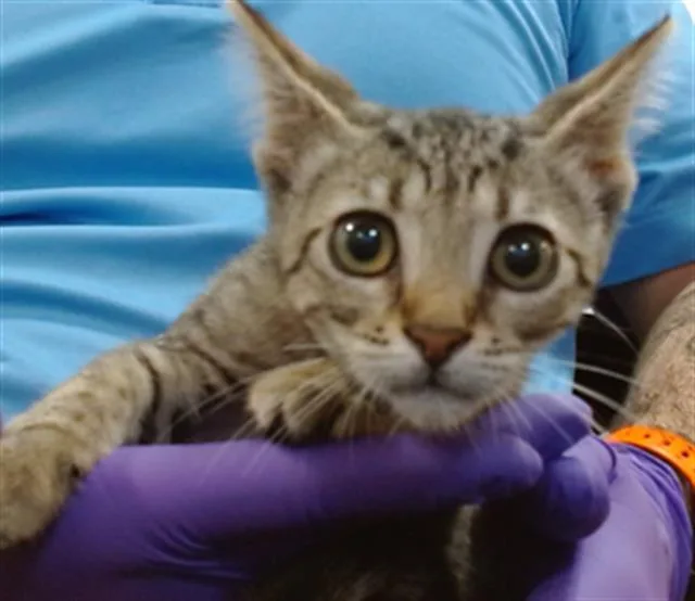 A baby small-sized female Domestic Short Hair cat named Miny for adoption in Miami, FL