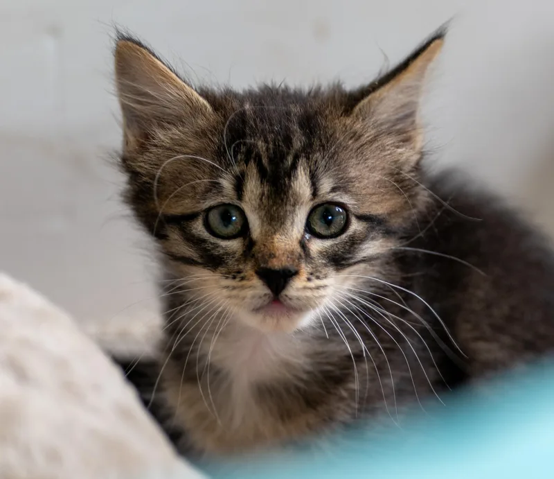 A baby large-sized female Domestic Medium Hair cat named Lucy for adoption in Tyler, TX