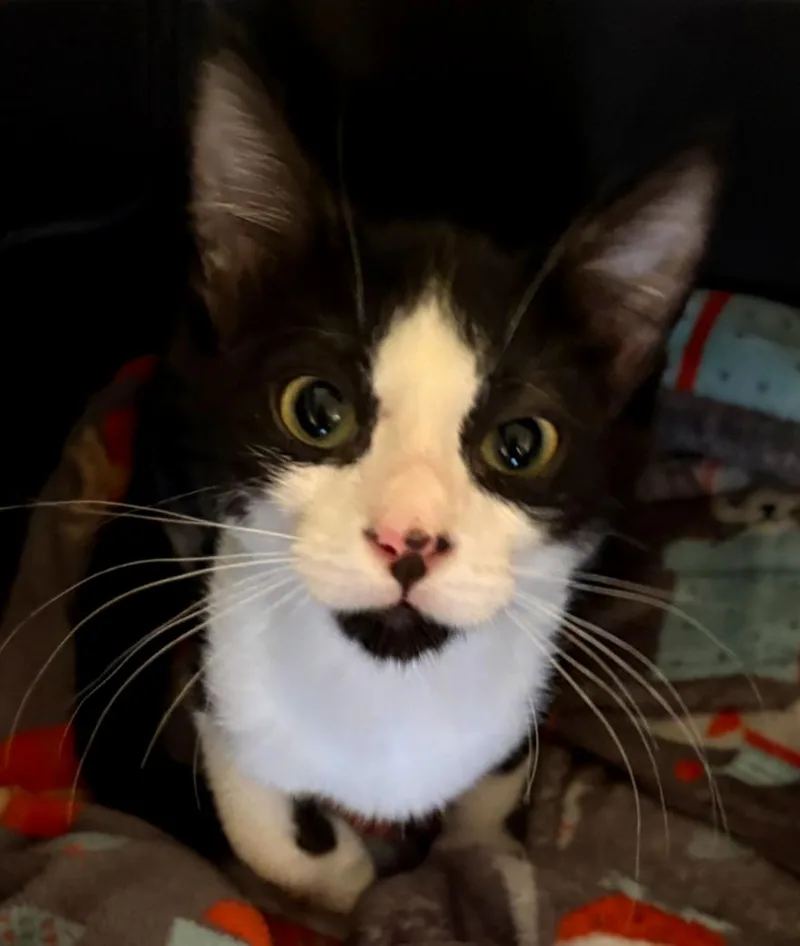 A young medium-sized male Domestic Short Hair cat named Leader for adoption in Phoenix, AZ