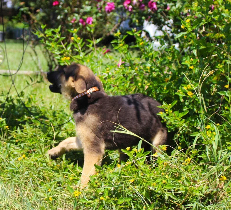 Gunnar  wks Neuter thumbnail 2