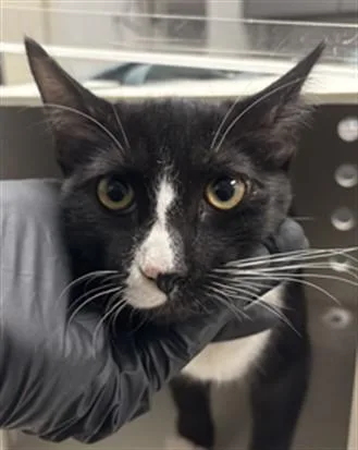 A young medium-sized female Domestic Short Hair cat named Reyanne for adoption in Ontario, CA
