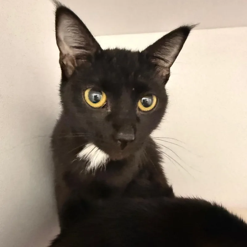 An adult small-sized female Black Domestic Short Hair cat named Poppy for adoption in Franklin, NC