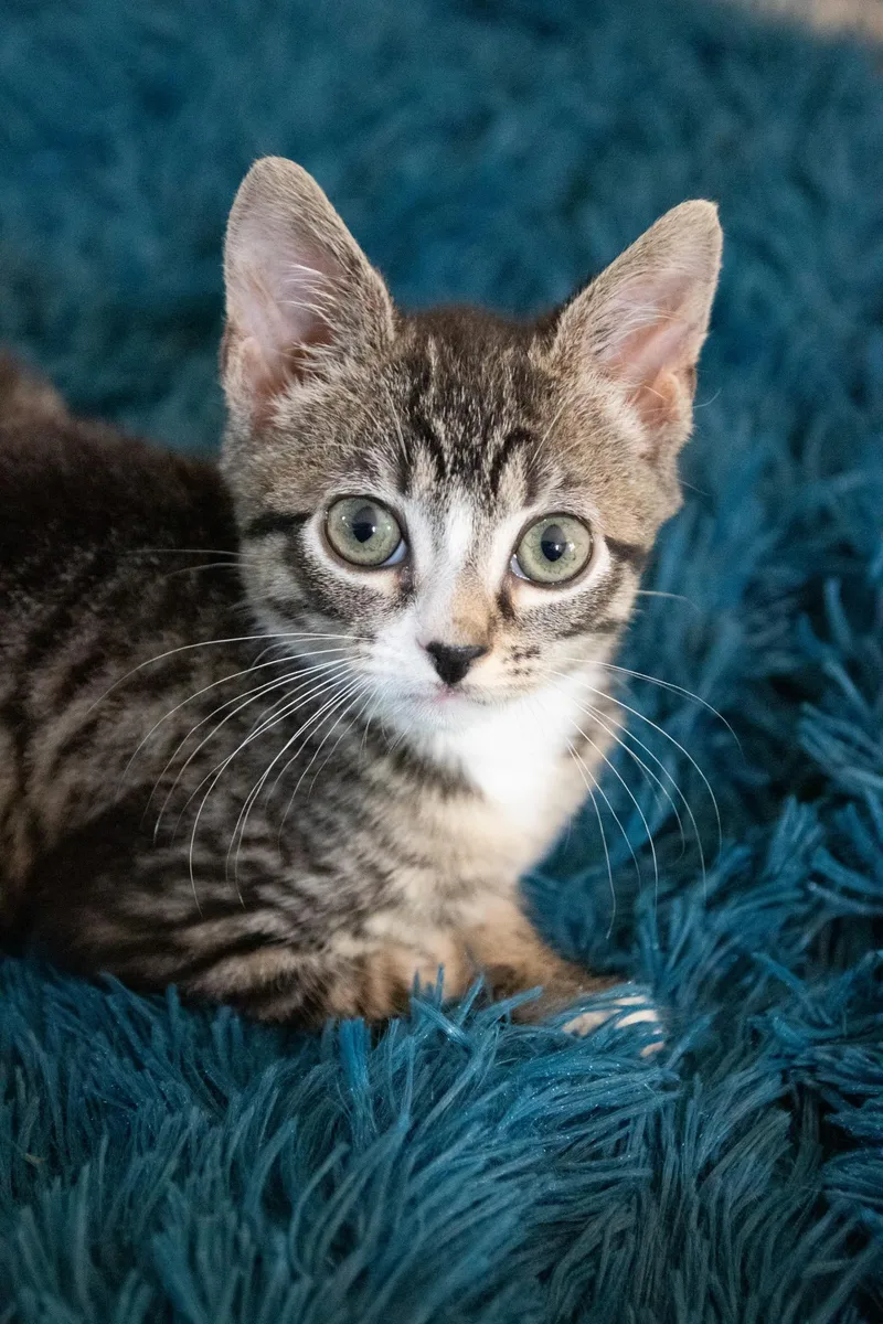 A baby small-sized male Domestic Short Hair cat named Sauerkraut for adoption in Haddon Heights, NJ