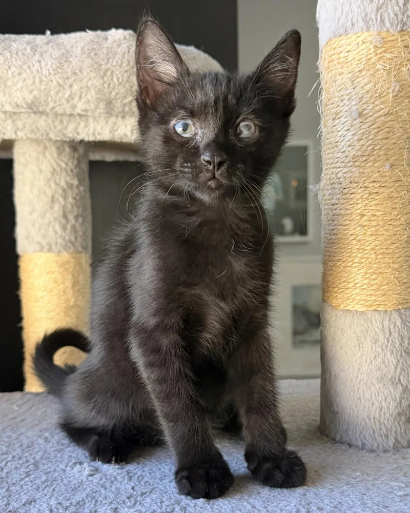 Amoeba