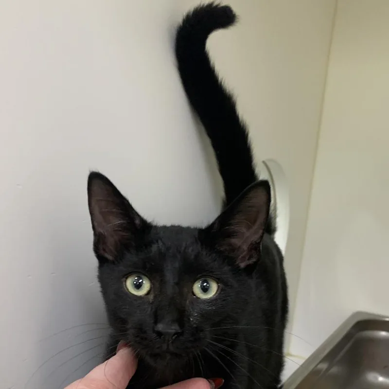 A baby small-sized male Black Domestic Short Hair cat named Clay for adoption in Columbus, NC