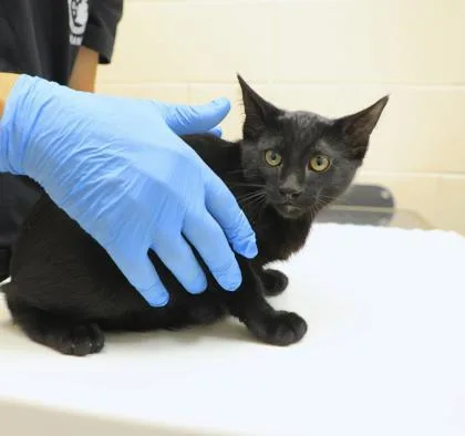 A young small-sized male Domestic Short Hair cat named Bashful for adoption in Westland, MI
