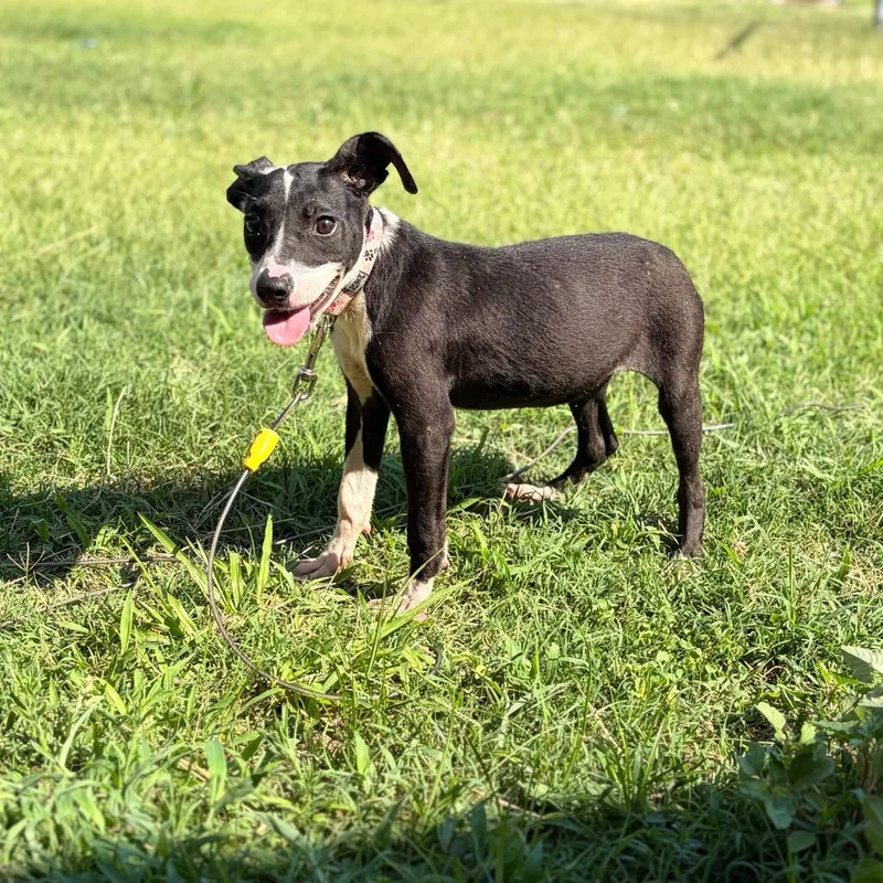 A young medium-sized female Black Mixed Breed dog named Harriet for adoption in Alexandria, VA