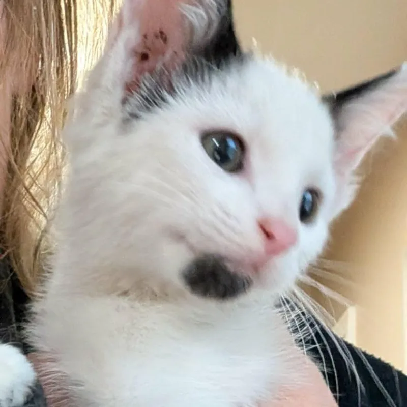 A baby small-sized male White Domestic Short Hair cat named Pineapple Armbrust for adoption in Eagle Mountain, UT