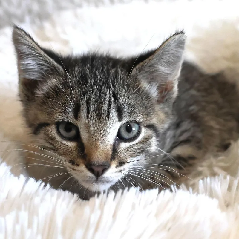 A baby small-sized female Brown / Chocolate Domestic Short Hair cat named Sage for adoption in Chaska, MN