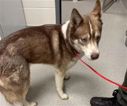 An adult medium-sized male Husky dog named Cooper for adoption in Auburn, CA