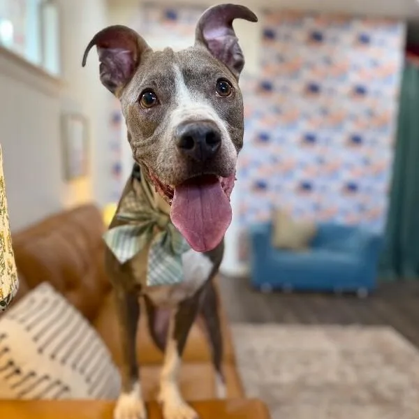 An adult medium-sized male Gray / Blue / Silver Pit Bull Terrier dog named Cricket Couch Champ for adoption in Friendswood, TX